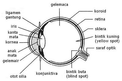 Anatomi dan Fungsi Bahagian Mata  Masalah Penglihatan